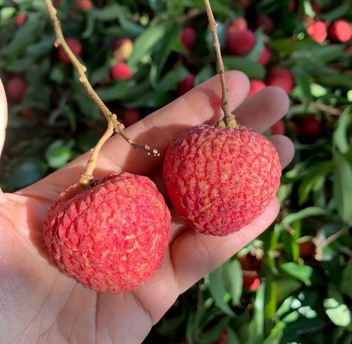 深圳今日头条荔枝价,荔枝价格飙升，市民感叹“甜蜜负担”