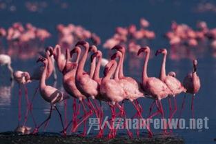 粉红色火烈鸟在线观看,浪漫奇遇，在线共赏