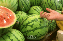 潮汕最新吃瓜,揭秘最新“吃瓜”现象