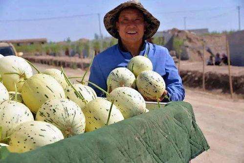 藏族吃瓜事件网红视频大全,网红视频大盘点，趣味横生瞬间回顾