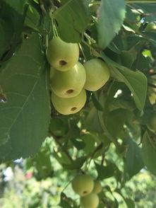 九龙峪吃瓜,夏日消暑吃瓜，畅享田园风光