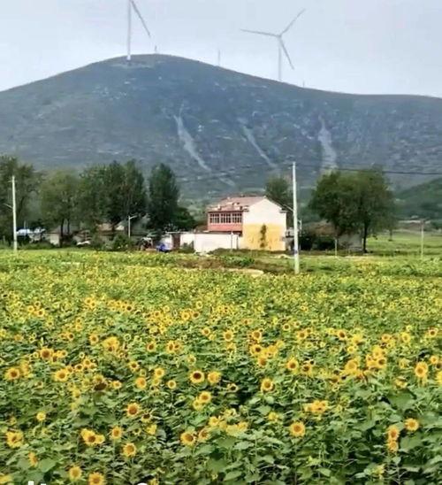 沈圩网红,揭秘网络红人的崛起之路